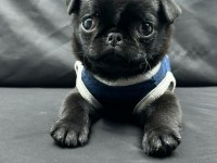 3 ay günlük Siyah Pug Yavrusu