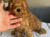 Harika Kalitede Poodle Bebekler Kapıya Teslim