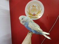 Show yerli rainbow muhabbet kuşu yavrularımız