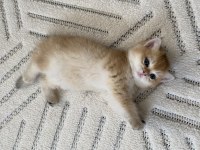 BRİTİSH SHORTHAİR KEDİSİ
