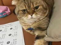 Çok sakin bir beyefendi scottish fold