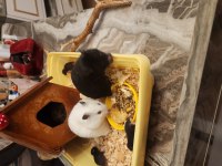 Sahibinden suriye hamster orjinal ele alışkındır