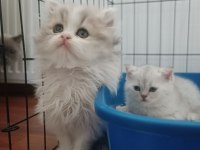 British longhair bicolor erkek