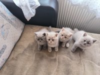 2 Aylık Yavru British Bebeklerimiz Yeni Sahibini Bekliyor