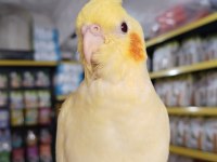 Yeni YEME DÜŞMÜŞ ele alışık ısırma bilmez bebek kuşlar