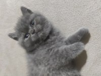 Minik british shorthair kız
