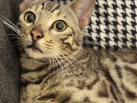 11-12 Aylık Sağlıklı Bengal Kedisi