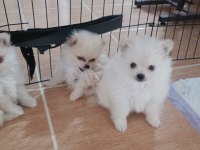 Sağlıklı Pomeranian Köpekler Evinizin Neşesi Olacaklar