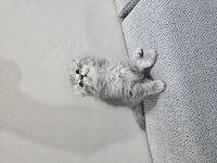 56 Günlük Scottish Fold Dişi ve Erkek Yavrular