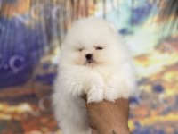 Pomeranian kar topları hazır