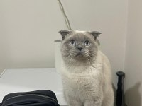 UCRETSİZ SAHİPLENME KEDİMİZ