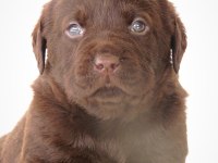 KIF Şecereli Çikolata Labrador Yavrular
