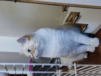 Red point british shorthair