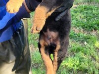 ÜST DÜZEY KALİTE ROTTWEILER PİYASAYA GÖRE UYGUN