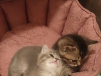 1 ay 20 günlük SILVER BLACK TABBY british longhair