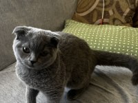 4 aylık british shorthair kırık kulak dişi