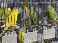 Çift ve tek muhabbet kuşlar satılıktır sağlıklı