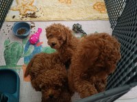Efsane poodle yavrularım ev ortamında