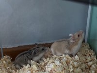 Gonzales Hamster