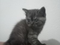 Safkan british shorthair yavru disi