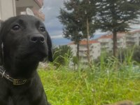 3 aylık yavru labrador siyah