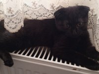 Scottish fold yavruları acil yuva