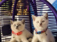 Safkan british shorthair yavrular