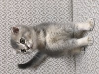 Top kafa scottish fold 2 aylık kardeşler