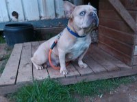 Maviş gözlü french bulldog köpeğim