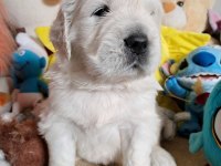 Golden Retriever Yavrular Canlı Görerek Alabilirsiniz
