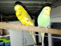 Jumbo Takım Muhabbet Kuşu
