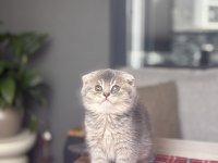 SCOTTISH FOLD AYI SURAT YAVRULARIM 