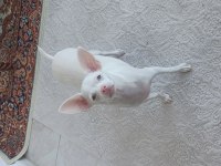 Çok özel chihuahua bebeğimize aile arıyoruz