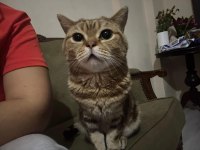 Miniş sevecen kedimiz