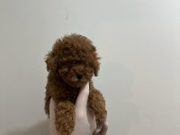 En Tatlı Poodle Yavruları Bizde