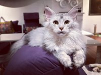 Safkan maine coon - Tecrübeli ömürlük aileler aranıyor