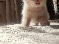 Biri balmı dedi british shorthair