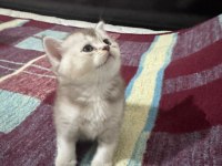 A KALİTE BRİTİSH YAVRULAR