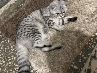 Scottish fold silver cins kedimiz