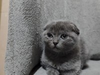 2 aylık Scottish fold yavrular
