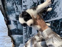 Zeka küpü safkan border collie yavrularım
