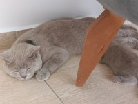 Safkan scottish fold son yavrumuz
