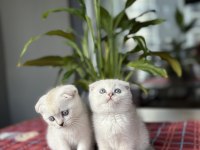 SCOTTISH FOLD SILVER YAVRULARIM 