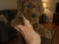 Evde bakılan sağlık ve ırk garantili poodle bebek