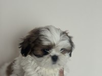 Şampiyon Anneden Harika Yavru Köpekler