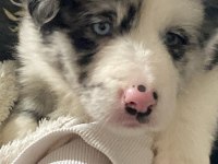 52 günlük dişi border collie yavrusu