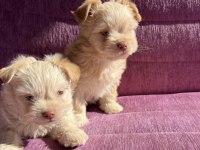 Terrier yavrularımız sahiplendirilecekler