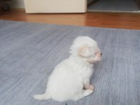 0 numara Safkan orjinal maltese terrier yavrumuz