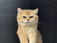Ankaranın en kaliteli golden british shorthair yavruları