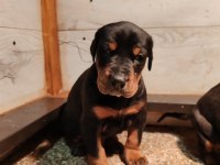 Safkan ev ortamı İstanbul'da Doberman
